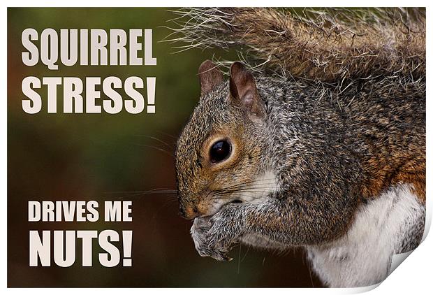 Squirrel Stress Print by Jennie Franklin