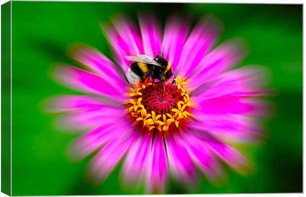 Zinnia Elegans with Bee Canvas Print by Roger Green