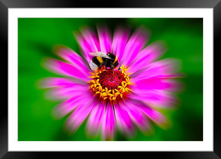 Zinnia Elegans with Bee Framed Mounted Print by Roger Green