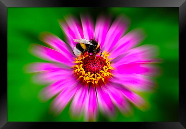 Zinnia Elegans with Bee Framed Print by Roger Green