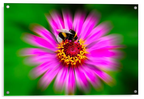 Zinnia Elegans with Bee Acrylic by Roger Green