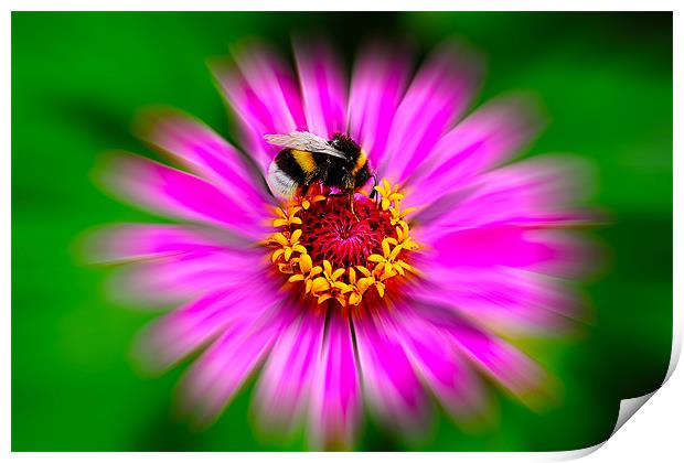 Zinnia Elegans with Bee Print by Roger Green