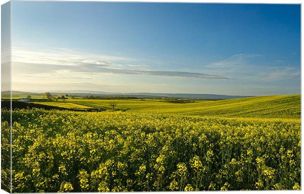 Fields of Gold Canvas Print by David Dean