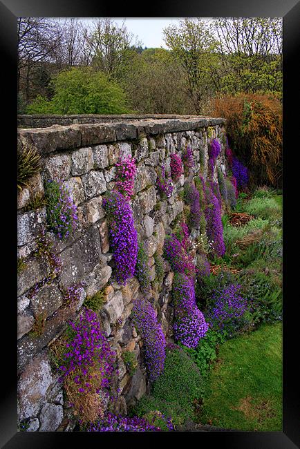 Wall of Flowers Framed Print by Jessica Poole