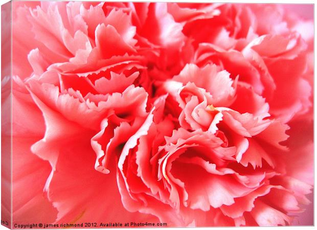 Pink Carnation Ruffle Canvas Print by james richmond