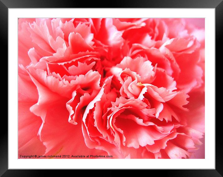 Pink Carnation Ruffle Framed Mounted Print by james richmond