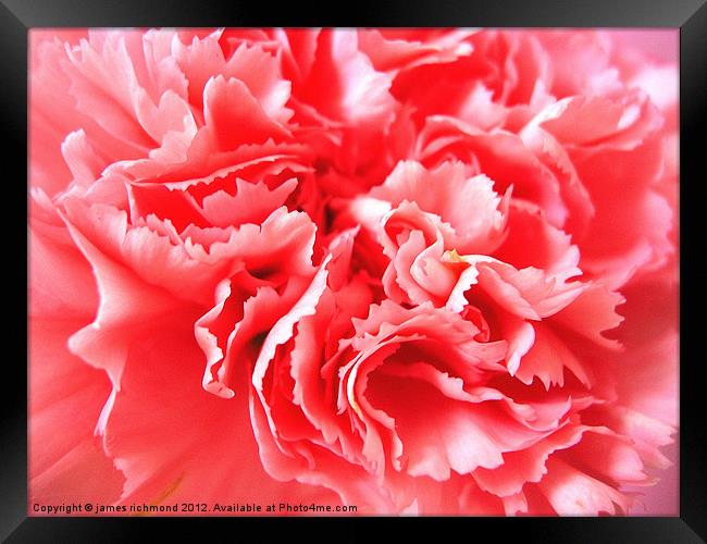Pink Carnation Ruffle Framed Print by james richmond
