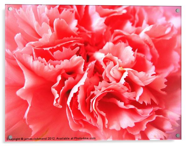 Pink Carnation Ruffle Acrylic by james richmond