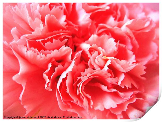 Pink Carnation Ruffle Print by james richmond