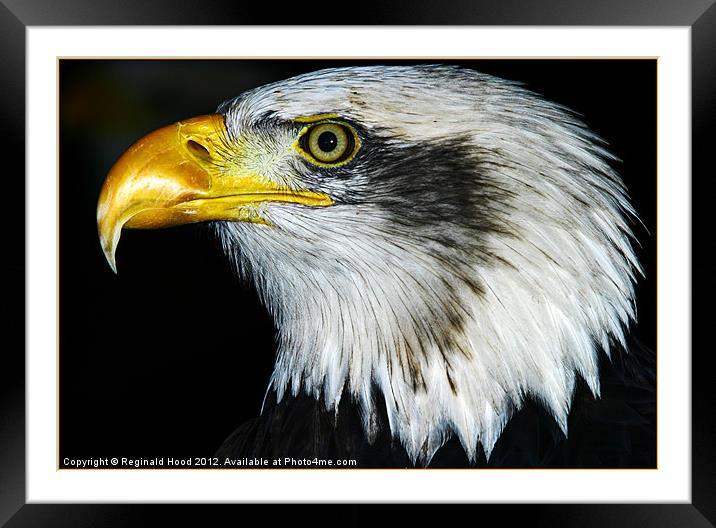 bald eagle Framed Mounted Print by Reginald Hood
