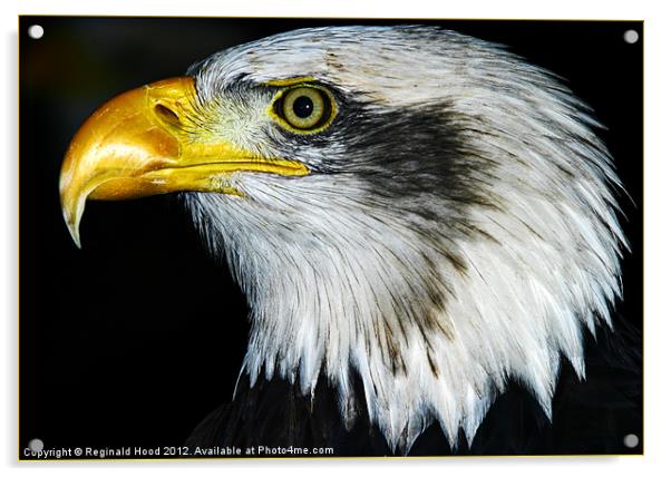 bald eagle Acrylic by Reginald Hood