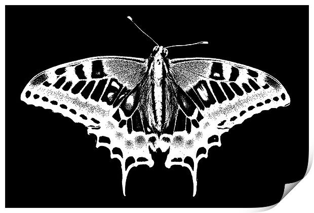 Butterfly Print by Roger Green