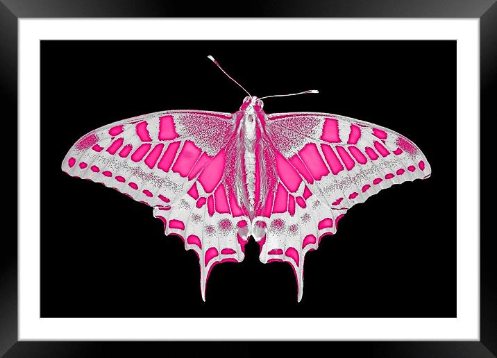 Pink Butterfly Framed Mounted Print by Roger Green