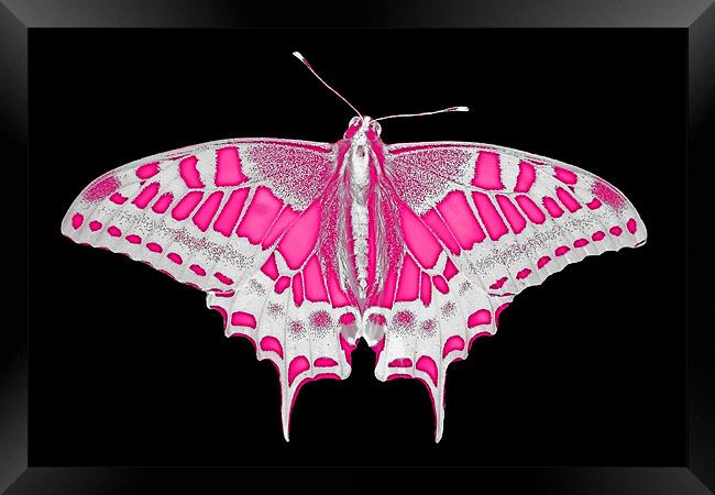 Pink Butterfly Framed Print by Roger Green