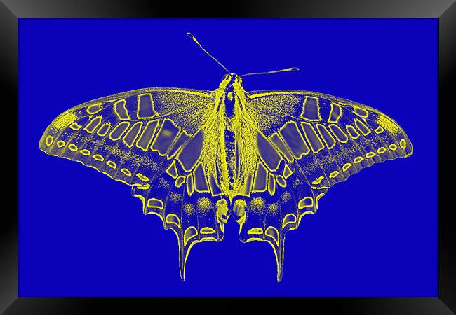 Digital Butterfly Framed Print by Roger Green