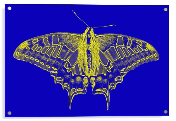 Digital Butterfly Acrylic by Roger Green