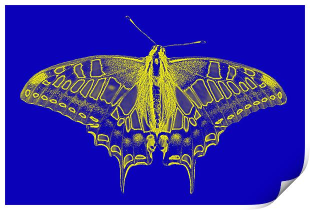 Digital Butterfly Print by Roger Green