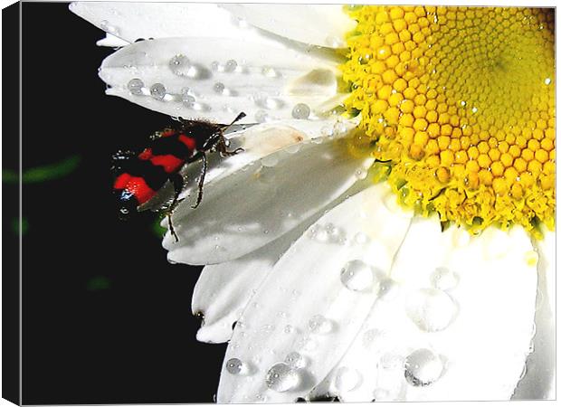 flowers and the bug Canvas Print by elvira ladocki