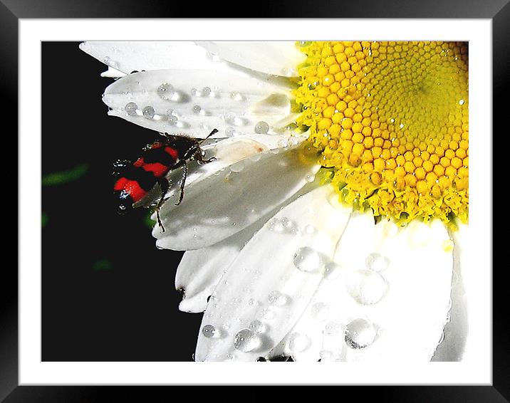 flowers and the bug Framed Mounted Print by elvira ladocki