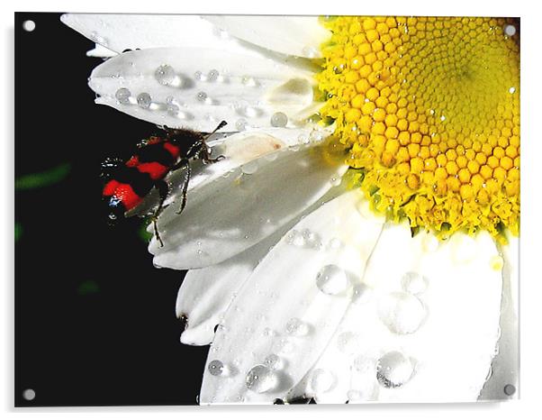 flowers and the bug Acrylic by elvira ladocki
