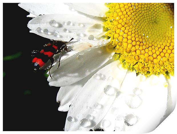flowers and the bug Print by elvira ladocki