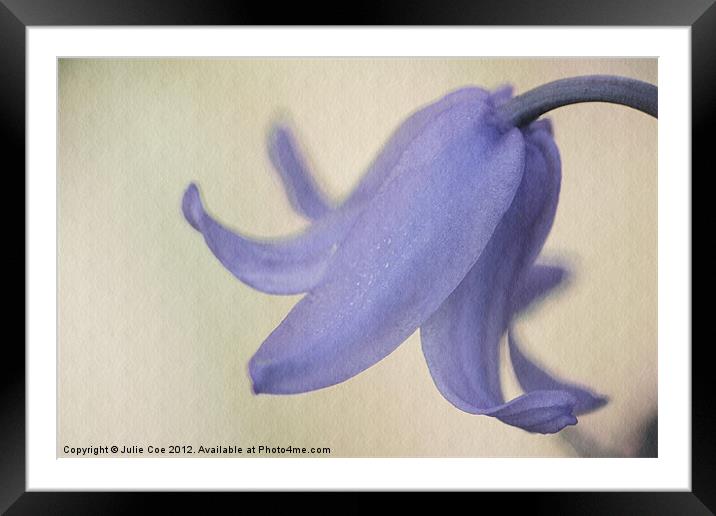 Spanish Bluebell Framed Mounted Print by Julie Coe