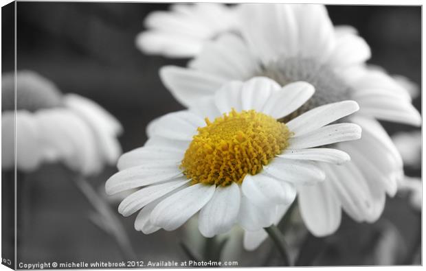 Daisy Canvas Print by michelle whitebrook