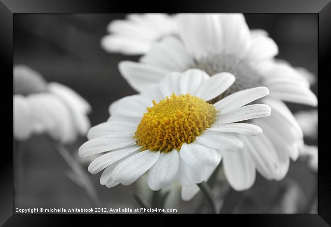 Daisy Framed Print by michelle whitebrook