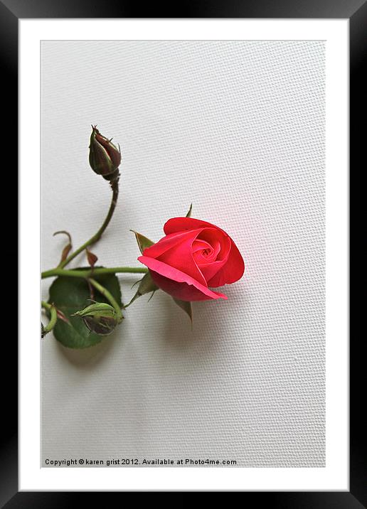 Single Rose Framed Mounted Print by karen grist