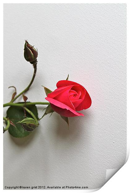 Single Rose Print by karen grist
