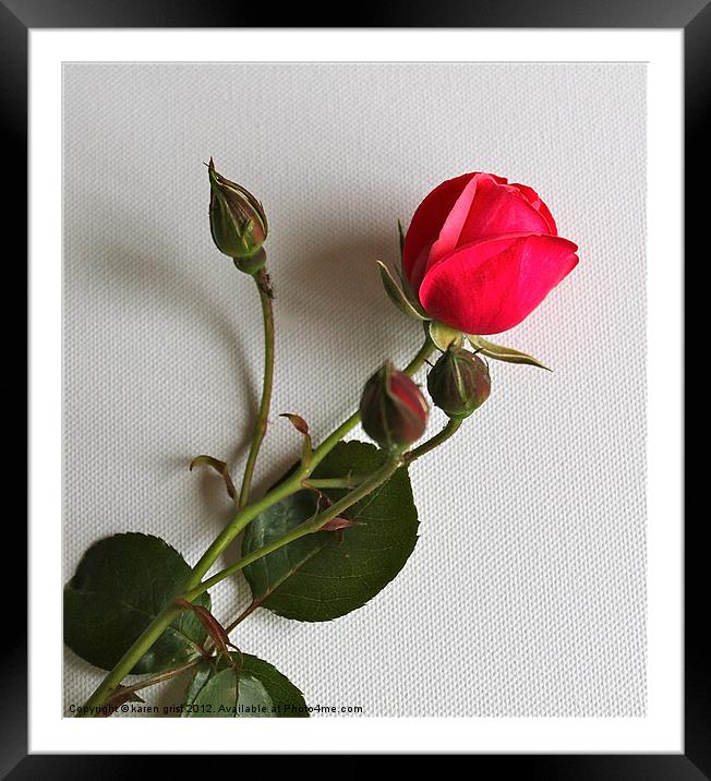 Perfect Rose Framed Mounted Print by karen grist