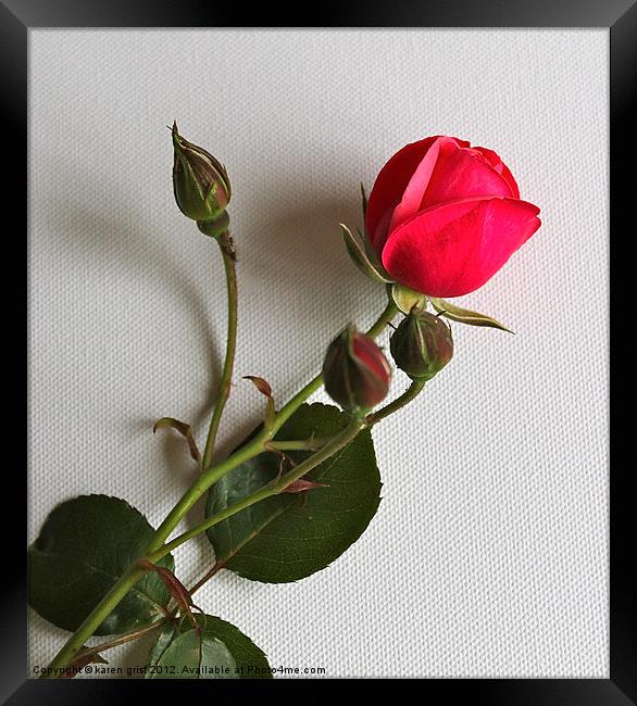Perfect Rose Framed Print by karen grist