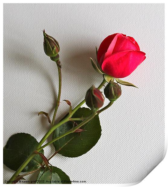 Perfect Rose Print by karen grist