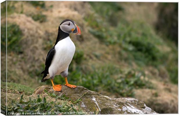 Lunga Puffin, Canvas Print by Paul Messenger