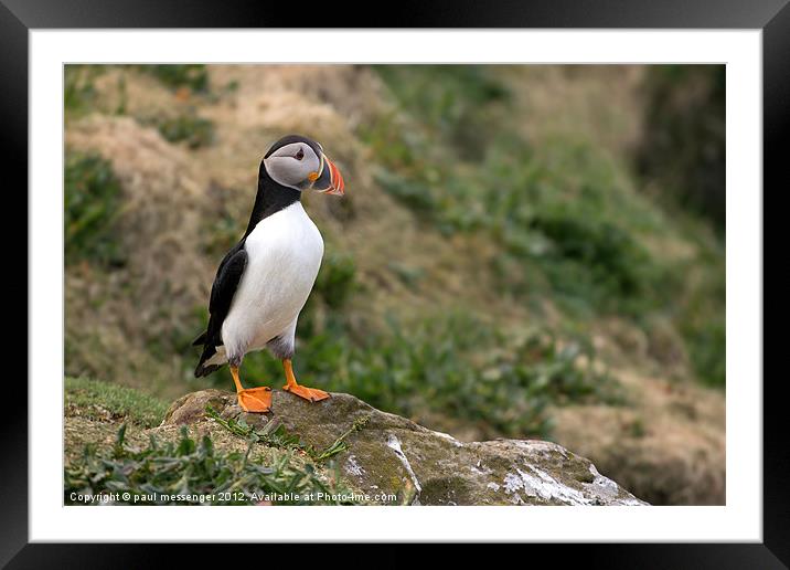Lunga Puffin, Framed Mounted Print by Paul Messenger