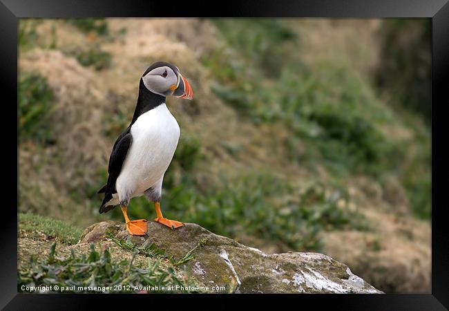 Lunga Puffin, Framed Print by Paul Messenger