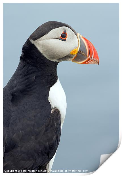 Puffin Isle of Lunga Print by Paul Messenger
