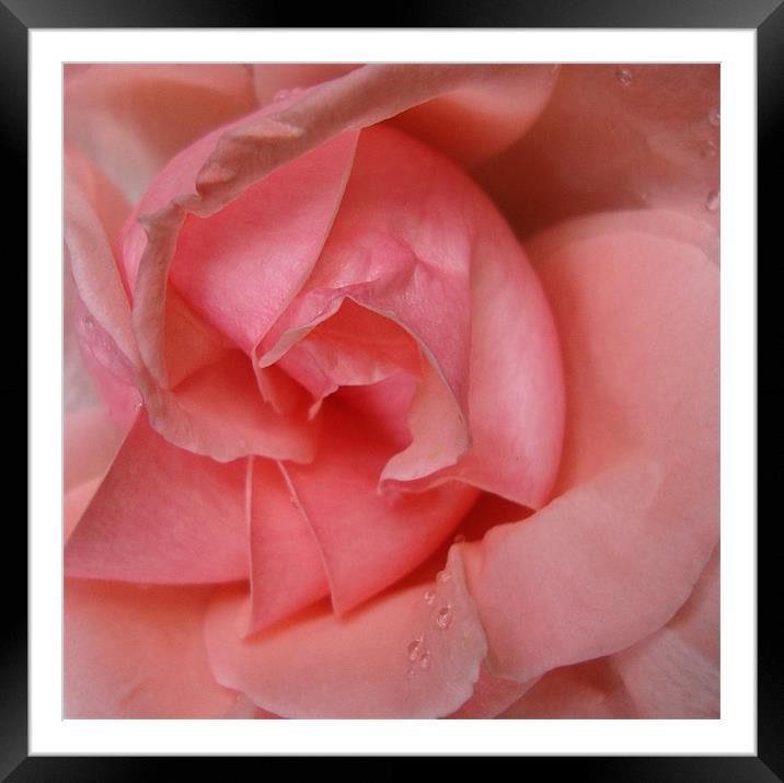 Pink Rose Framed Mounted Print by Donna-Marie Parsons