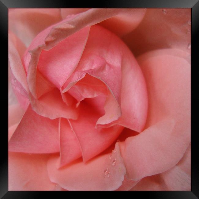Pink Rose Framed Print by Donna-Marie Parsons