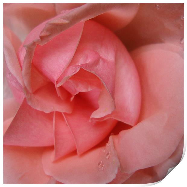 Pink Rose Print by Donna-Marie Parsons