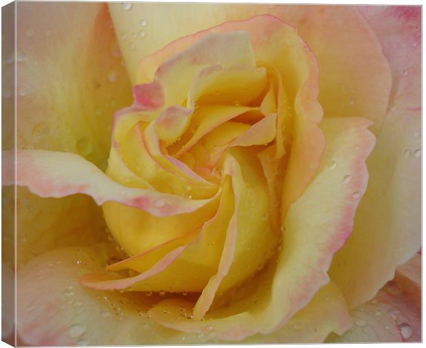 Favourite Rose Canvas Print by Donna-Marie Parsons