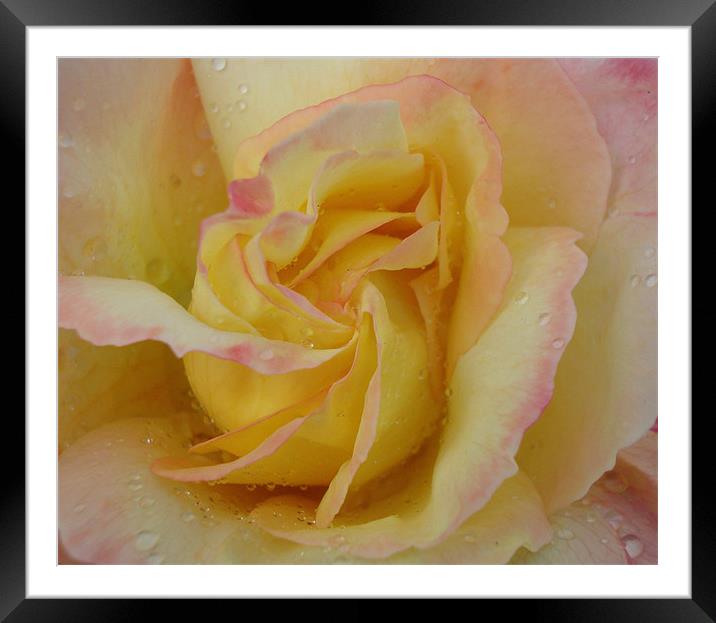 Favourite Rose Framed Mounted Print by Donna-Marie Parsons