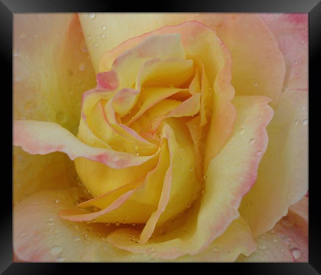 Favourite Rose Framed Print by Donna-Marie Parsons