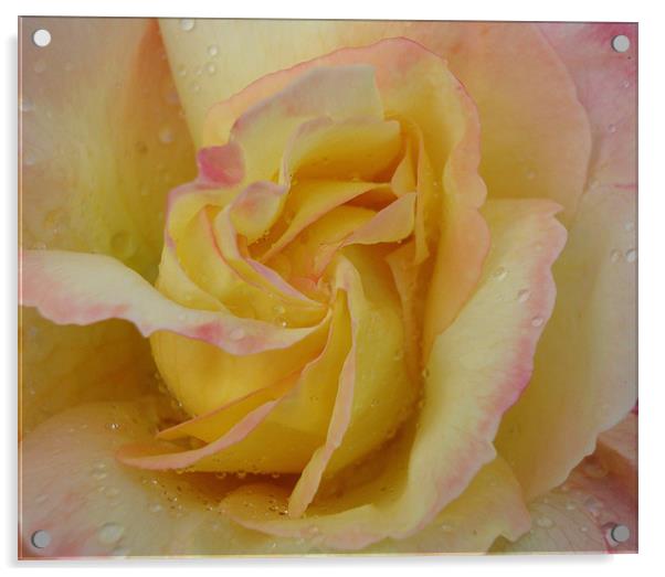 Favourite Rose Acrylic by Donna-Marie Parsons
