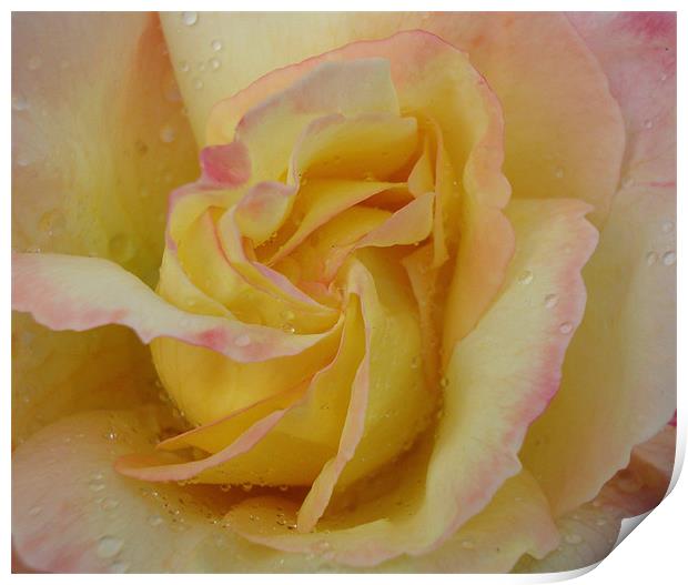 Favourite Rose Print by Donna-Marie Parsons