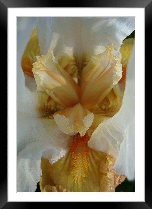 Iris Centre or Angry bird? Framed Mounted Print by Donna-Marie Parsons
