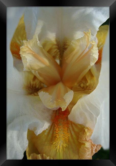 Iris Centre or Angry bird? Framed Print by Donna-Marie Parsons