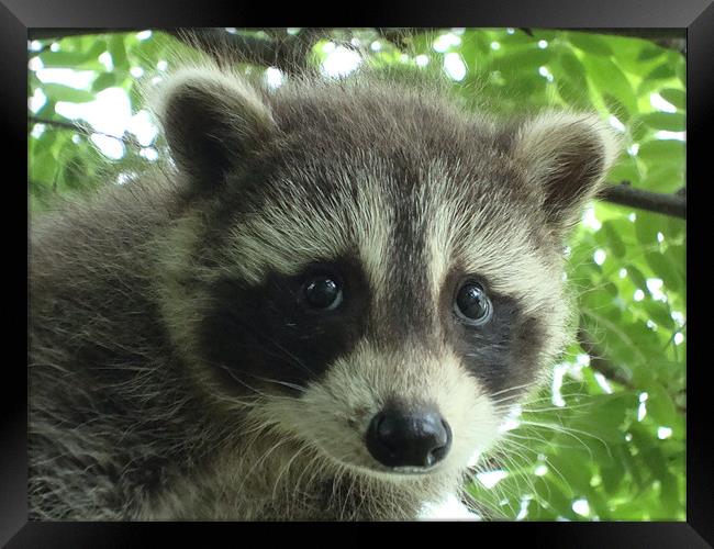 Babcy Raccoon Framed Print by Donna-Marie Parsons