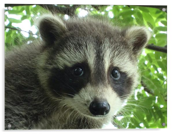 Babcy Raccoon Acrylic by Donna-Marie Parsons