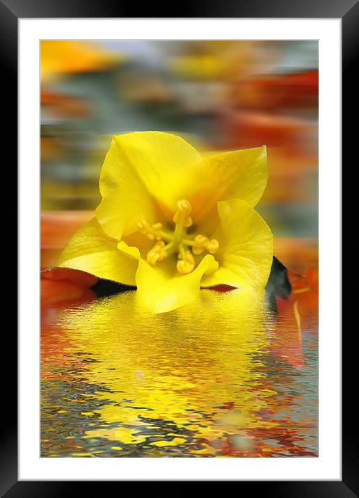 Floral Digital Art Framed Mounted Print by David French